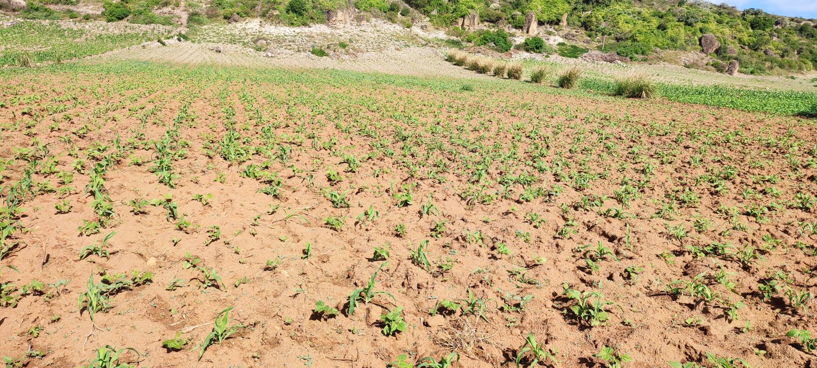 suivi plantations